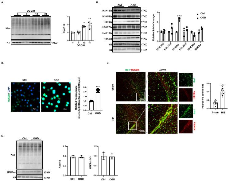 https://cdn.ncbi.nlm.nih.gov/pmc/blobs/13a9/11504212/e9770b65537b/biomedicines-12-02371-g003.jpg