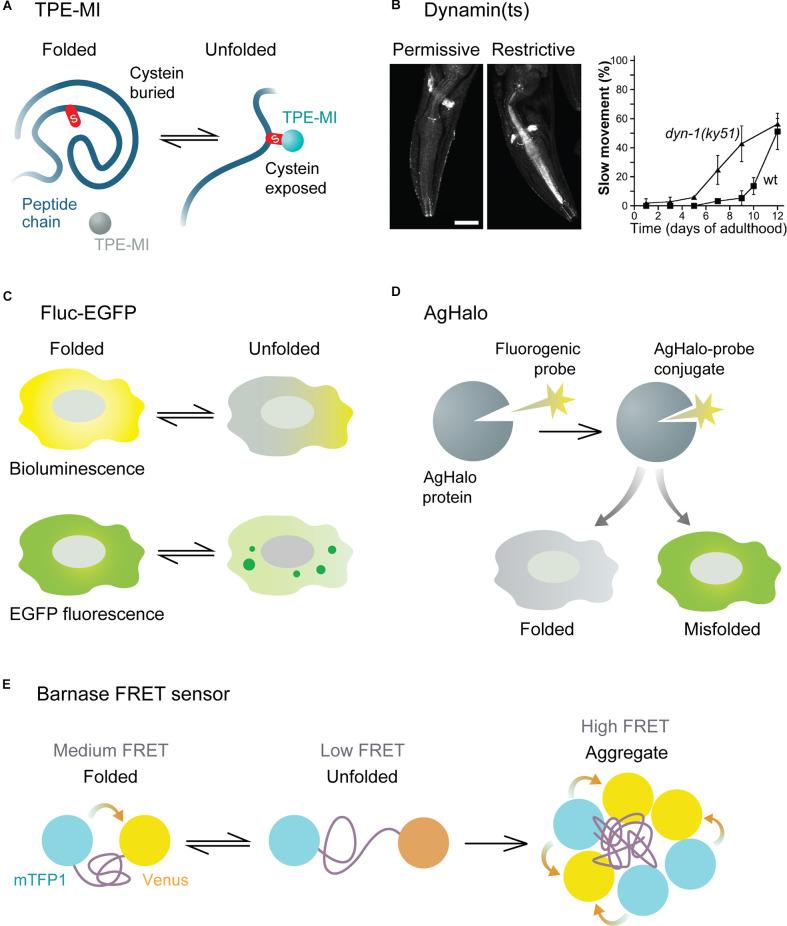 https://cdn.ncbi.nlm.nih.gov/pmc/blobs/13ab/8957107/13a1d4f33856/fnmol-15-829365-g0002.jpg