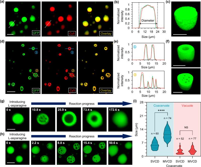https://cdn.ncbi.nlm.nih.gov/pmc/blobs/13ae/12215924/3e4ac31bc869/41467_2025_61340_Fig4_HTML.jpg