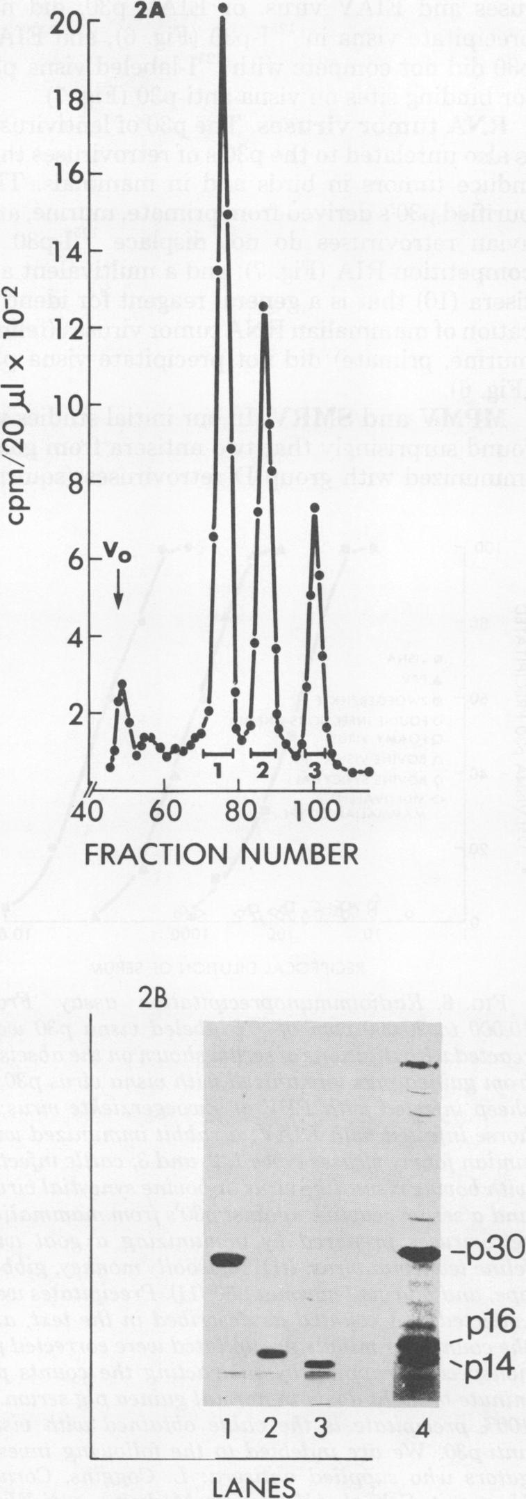 https://cdn.ncbi.nlm.nih.gov/pmc/blobs/13af/353185/e05f56ec7c7e/jvirol00182-0113-a.jpg