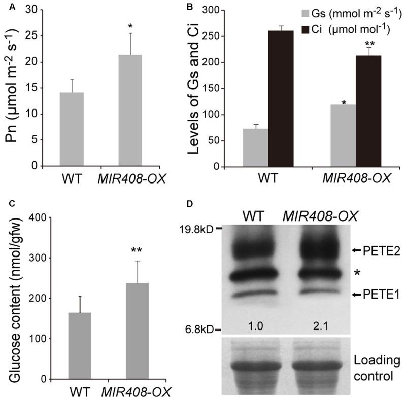 https://cdn.ncbi.nlm.nih.gov/pmc/blobs/13b0/5789609/0a9e36eceac2/fpls-08-02114-g004.jpg