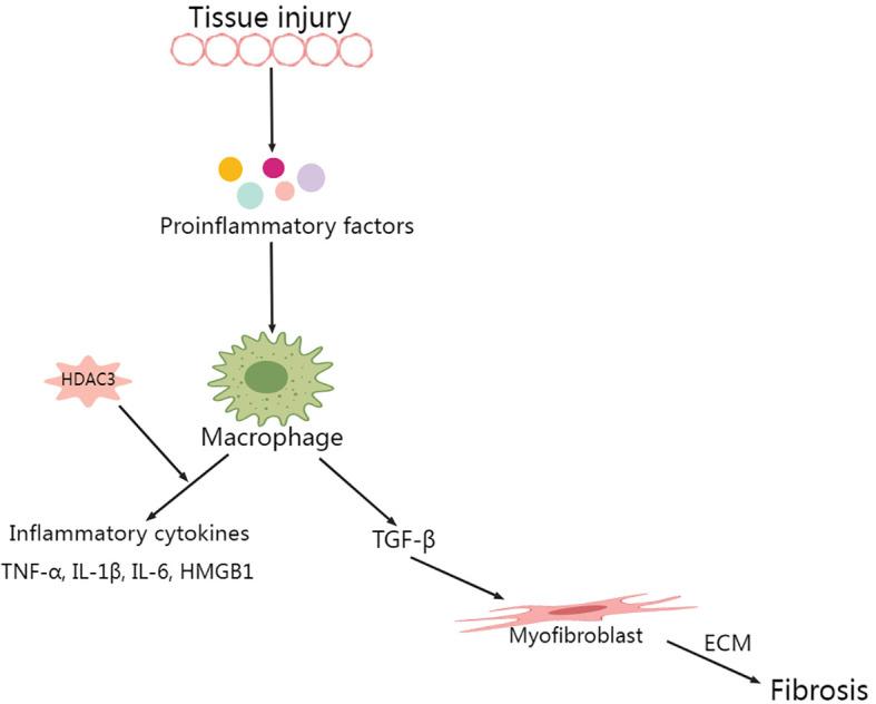 https://cdn.ncbi.nlm.nih.gov/pmc/blobs/13b6/11464298/e0227cba1c05/fimmu-15-1392145-g002.jpg