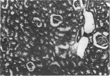 https://cdn.ncbi.nlm.nih.gov/pmc/blobs/13b9/1637485/1a2a42933abf/envhper00480-0152-a.jpg
