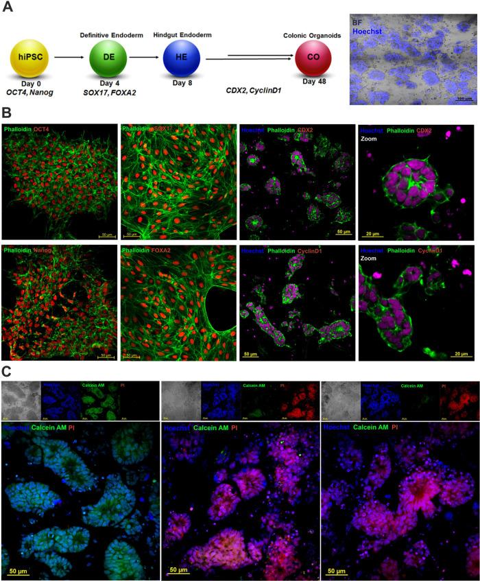 https://cdn.ncbi.nlm.nih.gov/pmc/blobs/13ba/8990520/47fd2ae2184b/am2c01100_0010.jpg