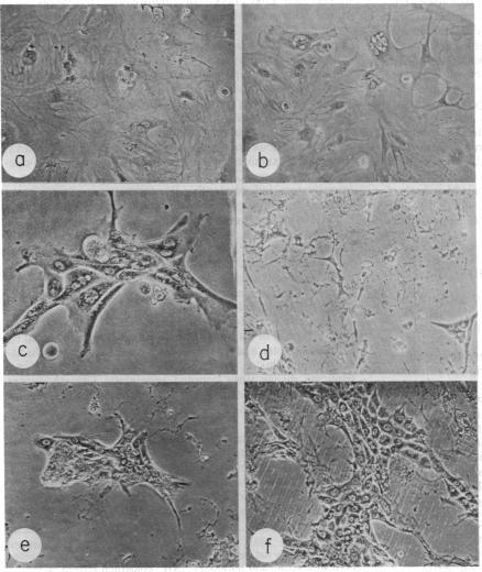 https://cdn.ncbi.nlm.nih.gov/pmc/blobs/13bd/344845/b7dbe8af12da/pnas00606-0132-a.jpg