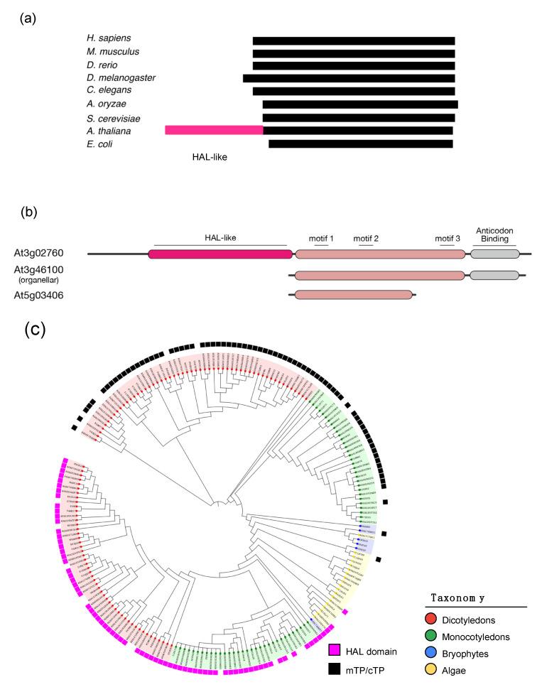 https://cdn.ncbi.nlm.nih.gov/pmc/blobs/13bd/7564348/fbfaa01161d3/genes-11-01056-g004.jpg