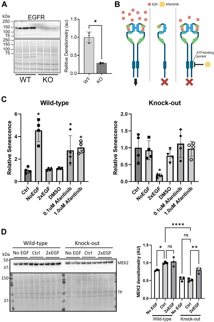 https://cdn.ncbi.nlm.nih.gov/pmc/blobs/13bf/10641666/ebc8cb197163/gr2.jpg