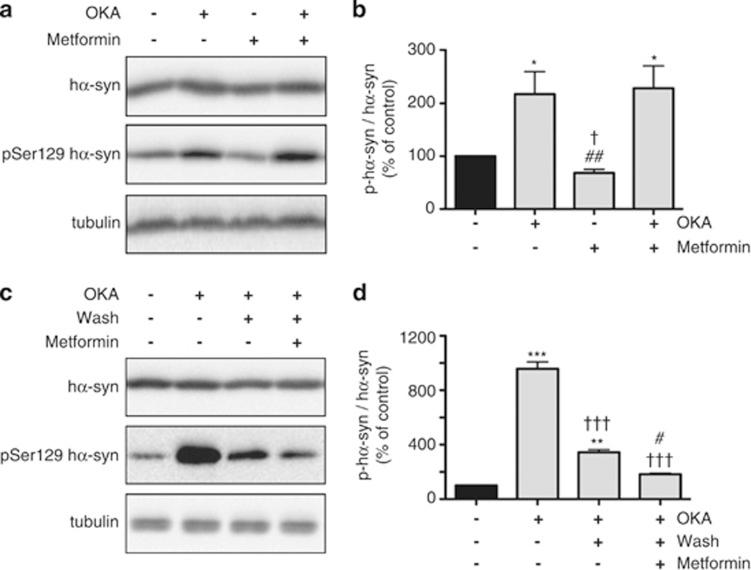 https://cdn.ncbi.nlm.nih.gov/pmc/blobs/13c5/4047877/b8f5ca3ecda8/cddis2014175f2.jpg