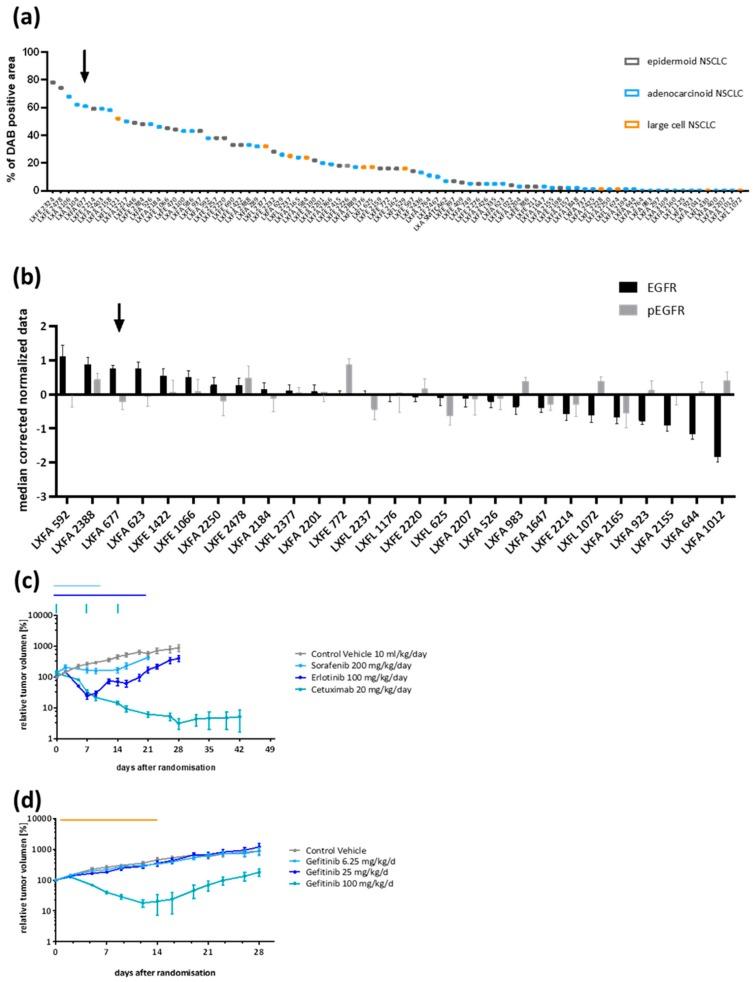 https://cdn.ncbi.nlm.nih.gov/pmc/blobs/13c6/6678194/d36283073021/cells-08-00740-g001.jpg