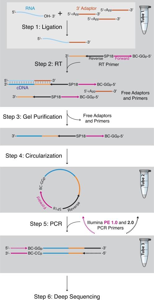 https://cdn.ncbi.nlm.nih.gov/pmc/blobs/13c9/4288154/eaf0e1fd1f8f/gku1235fig1.jpg