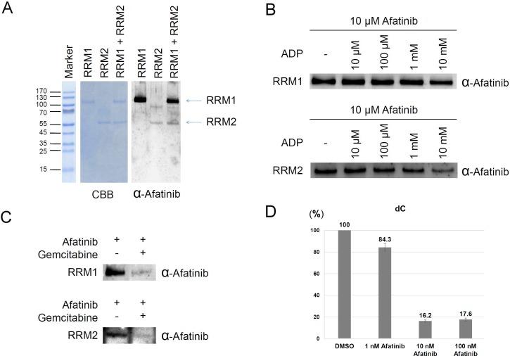https://cdn.ncbi.nlm.nih.gov/pmc/blobs/13c9/5940374/c355108c9b98/oncotarget-09-21512-g002.jpg