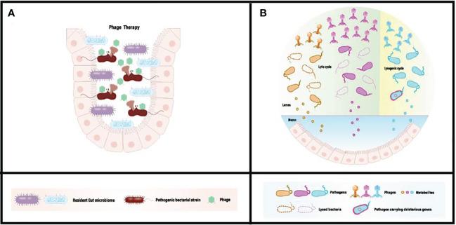 https://cdn.ncbi.nlm.nih.gov/pmc/blobs/13ce/11109441/7f725cce45d3/fimmu-15-1398652-g001.jpg