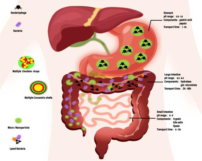 https://cdn.ncbi.nlm.nih.gov/pmc/blobs/13ce/11109441/cc4973e4d4df/fimmu-15-1398652-g003.jpg