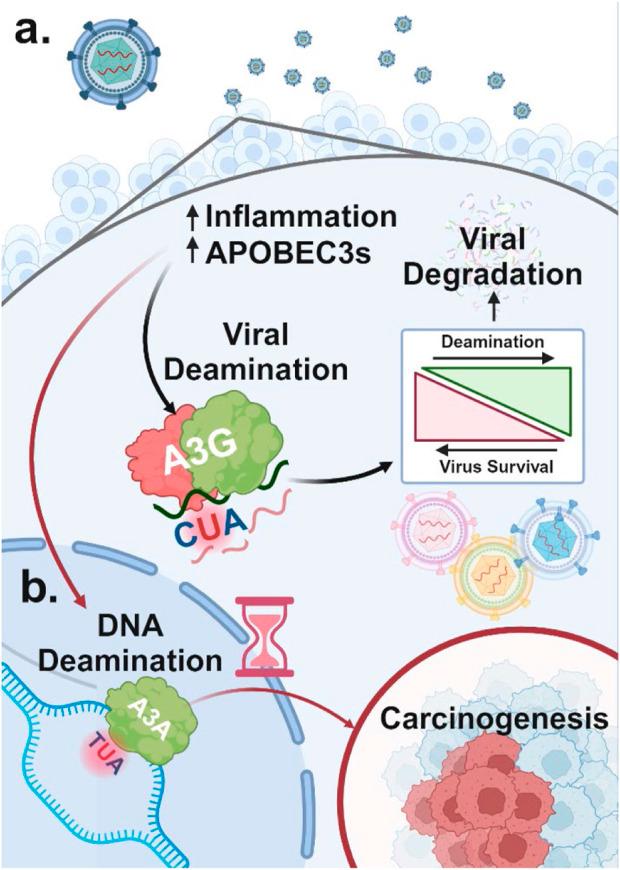 https://cdn.ncbi.nlm.nih.gov/pmc/blobs/13d1/11701051/190422e3e154/fgene-15-1489324-g003.jpg