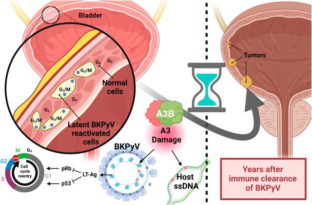 https://cdn.ncbi.nlm.nih.gov/pmc/blobs/13d1/11701051/1d27bb83f255/fgene-15-1489324-g007.jpg