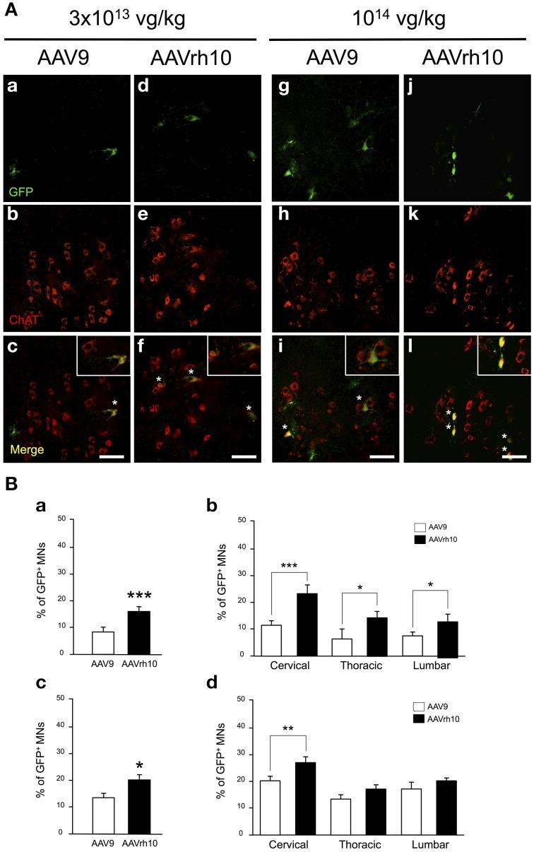 https://cdn.ncbi.nlm.nih.gov/pmc/blobs/13d1/4516891/0cfbda709e0e/fnmol-08-00036-g0004.jpg