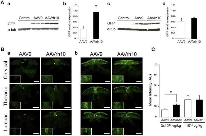 https://cdn.ncbi.nlm.nih.gov/pmc/blobs/13d1/4516891/726fd565daca/fnmol-08-00036-g0003.jpg
