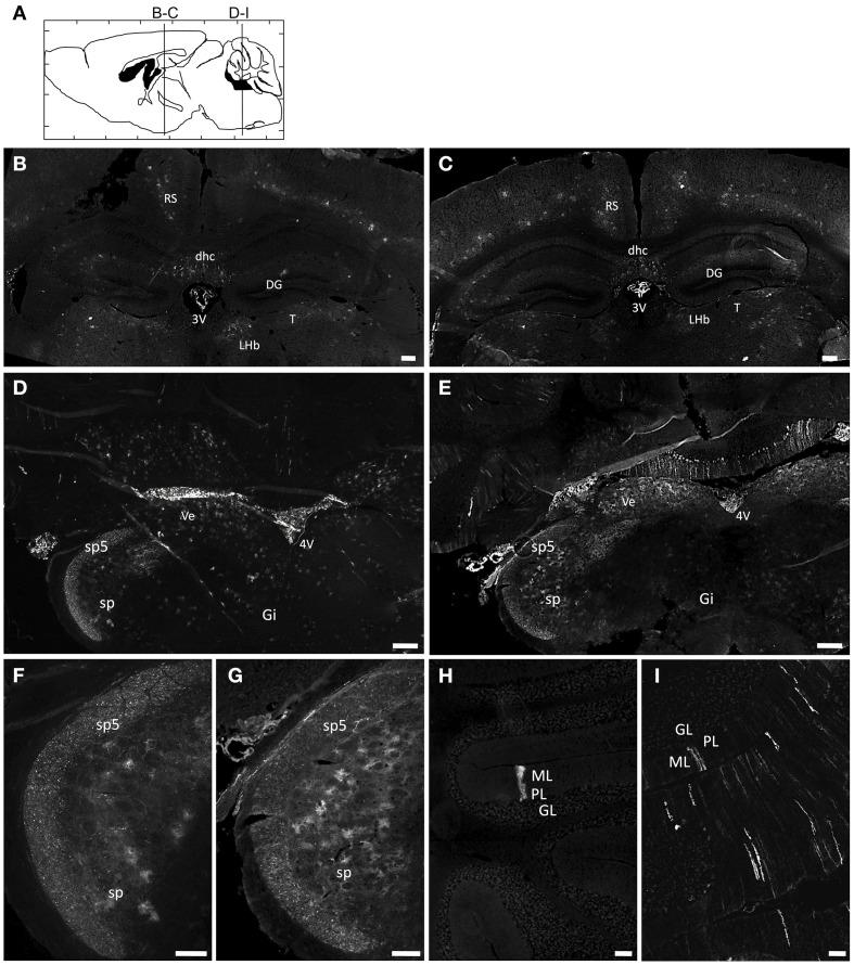 https://cdn.ncbi.nlm.nih.gov/pmc/blobs/13d1/4516891/8488475d5a5e/fnmol-08-00036-g0001.jpg
