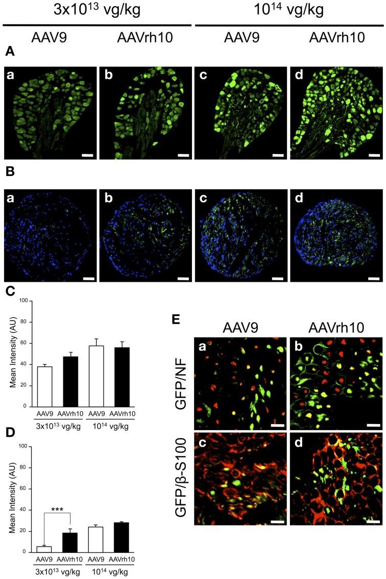 https://cdn.ncbi.nlm.nih.gov/pmc/blobs/13d1/4516891/892e2c5b90d8/fnmol-08-00036-g0005.jpg