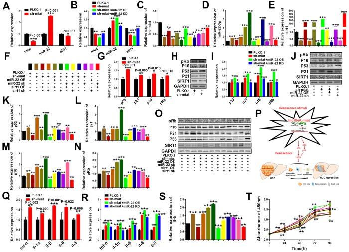 https://cdn.ncbi.nlm.nih.gov/pmc/blobs/13d2/6756895/c31b71237247/aging-11-102240-g006.jpg