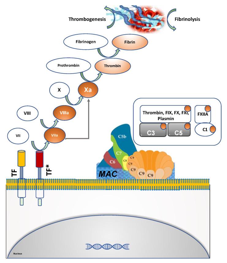 https://cdn.ncbi.nlm.nih.gov/pmc/blobs/13d4/7694011/42051423072c/cells-09-02392-g001.jpg