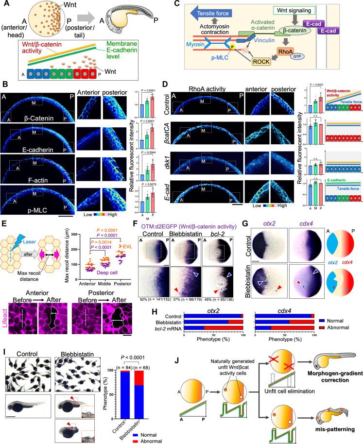 https://cdn.ncbi.nlm.nih.gov/pmc/blobs/13d6/11567007/0a263478298b/sciadv.adp2357-f1.jpg