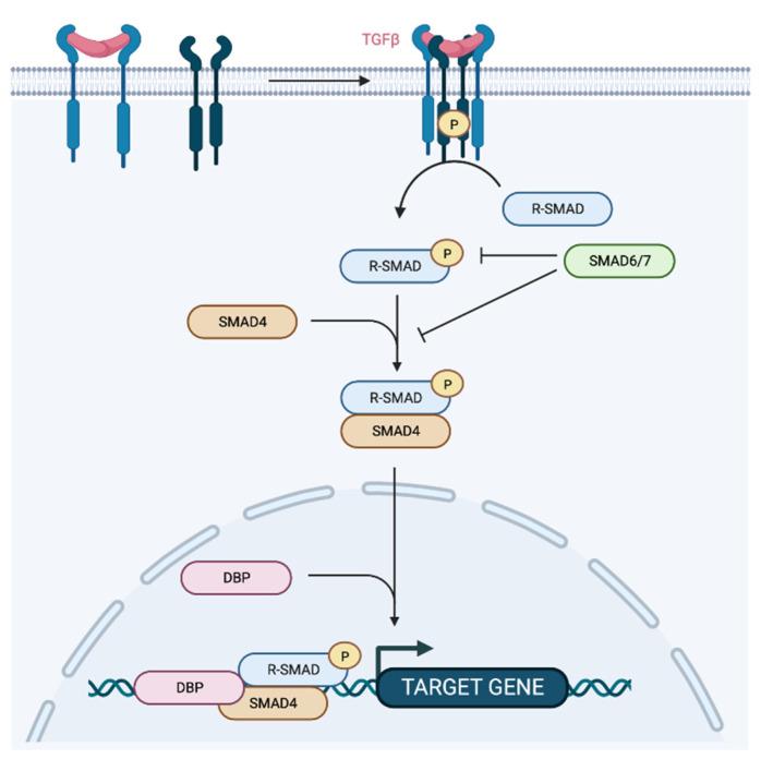 https://cdn.ncbi.nlm.nih.gov/pmc/blobs/13d6/9741383/1ca789e710dc/cancers-14-05948-g005.jpg