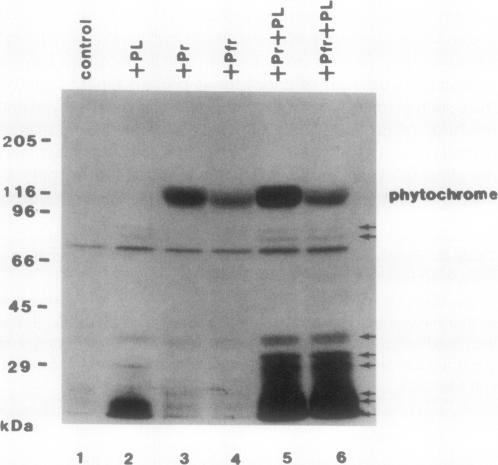 https://cdn.ncbi.nlm.nih.gov/pmc/blobs/13d9/1062060/9ec3b4ad361a/plntphys00645-0274-a.jpg