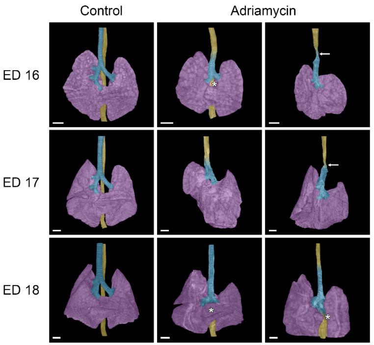https://cdn.ncbi.nlm.nih.gov/pmc/blobs/13d9/12025215/d146a7154eb7/biomolecules-15-00569-g003.jpg