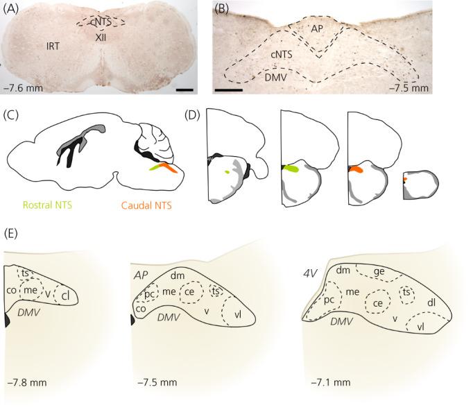 https://cdn.ncbi.nlm.nih.gov/pmc/blobs/13d9/9286632/d70aadaed5c7/JNE-34-0-g003.jpg