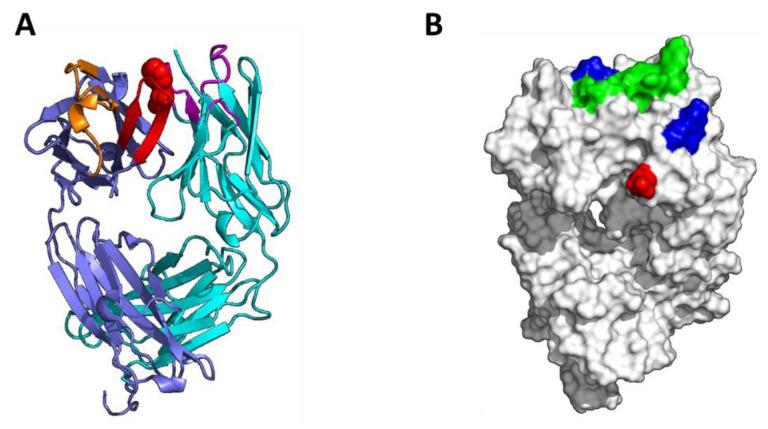 https://cdn.ncbi.nlm.nih.gov/pmc/blobs/13dc/7931086/c25df4e2ec1c/antibodies-10-00008-g005a.jpg