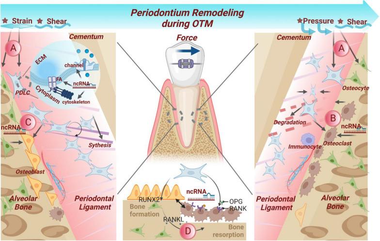 https://cdn.ncbi.nlm.nih.gov/pmc/blobs/13dd/9912641/89d2fdb59f62/12967_2023_3951_Fig2_HTML.jpg