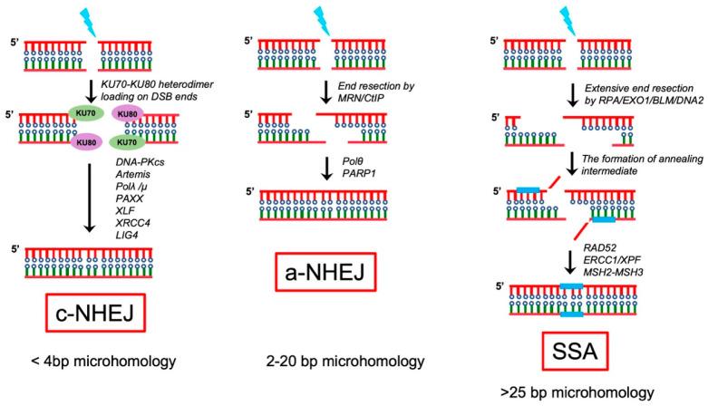 https://cdn.ncbi.nlm.nih.gov/pmc/blobs/13de/10536053/c6a81e1d071d/pharmaceutics-15-02241-g003.jpg