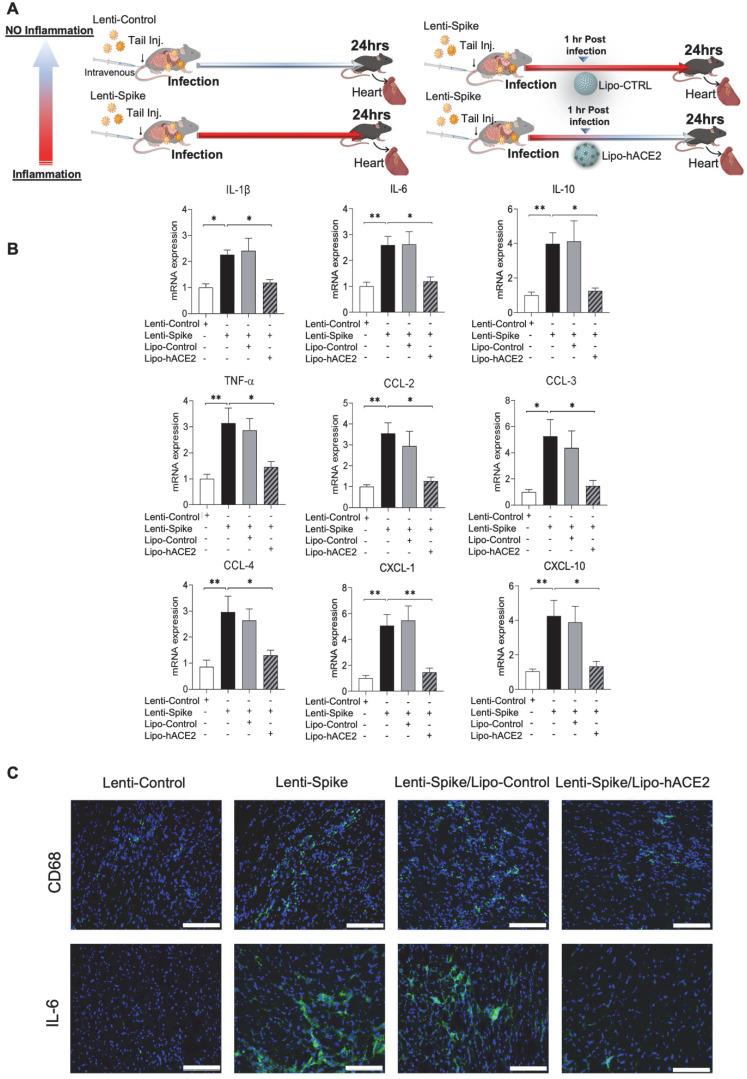 https://cdn.ncbi.nlm.nih.gov/pmc/blobs/13df/8965482/b602ff335066/thnov12p2639g006.jpg