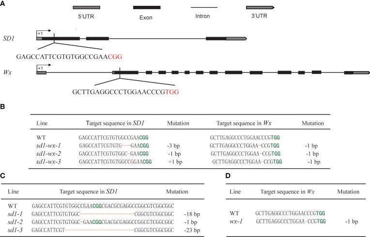 https://cdn.ncbi.nlm.nih.gov/pmc/blobs/13e0/10904601/a0e44f95add3/fpls-15-1333191-g001.jpg
