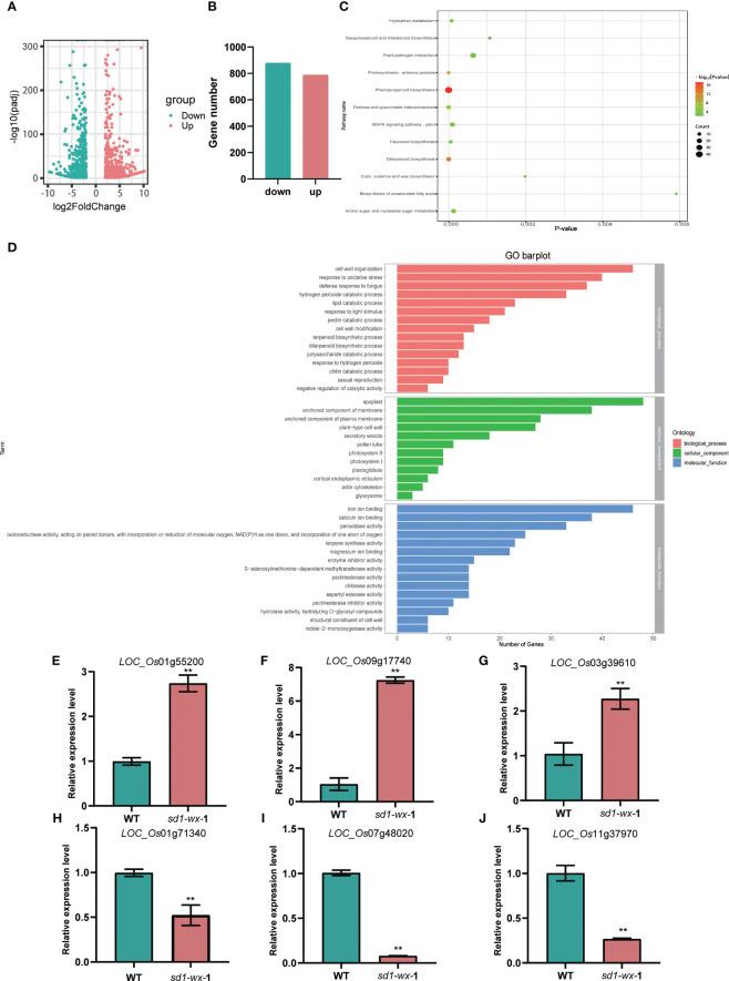 https://cdn.ncbi.nlm.nih.gov/pmc/blobs/13e0/10904601/b7c64b15e4ff/fpls-15-1333191-g005.jpg