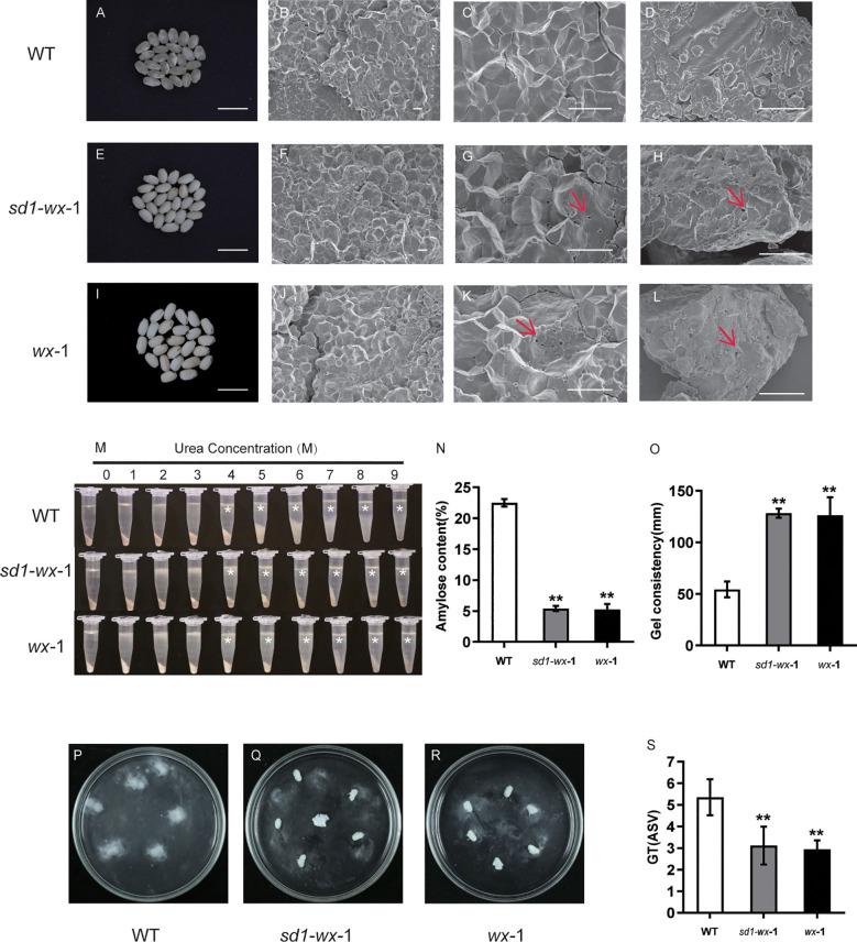 https://cdn.ncbi.nlm.nih.gov/pmc/blobs/13e0/10904601/cab157ca2c41/fpls-15-1333191-g004.jpg