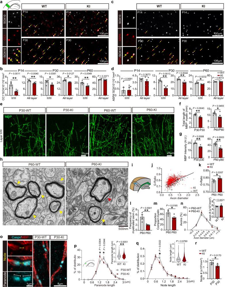 https://cdn.ncbi.nlm.nih.gov/pmc/blobs/13e5/12246190/492b903e6b2d/41467_2025_61455_Fig2_HTML.jpg