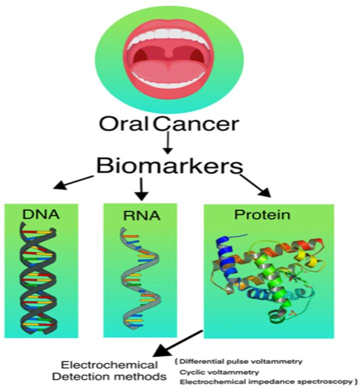https://cdn.ncbi.nlm.nih.gov/pmc/blobs/13f5/9312890/e706e7799770/biosensors-12-00498-g003.jpg