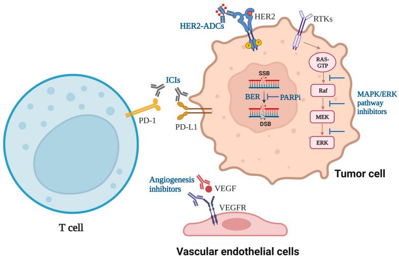 https://cdn.ncbi.nlm.nih.gov/pmc/blobs/13ff/10216018/2b026ef79785/cancers-15-02858-g001.jpg