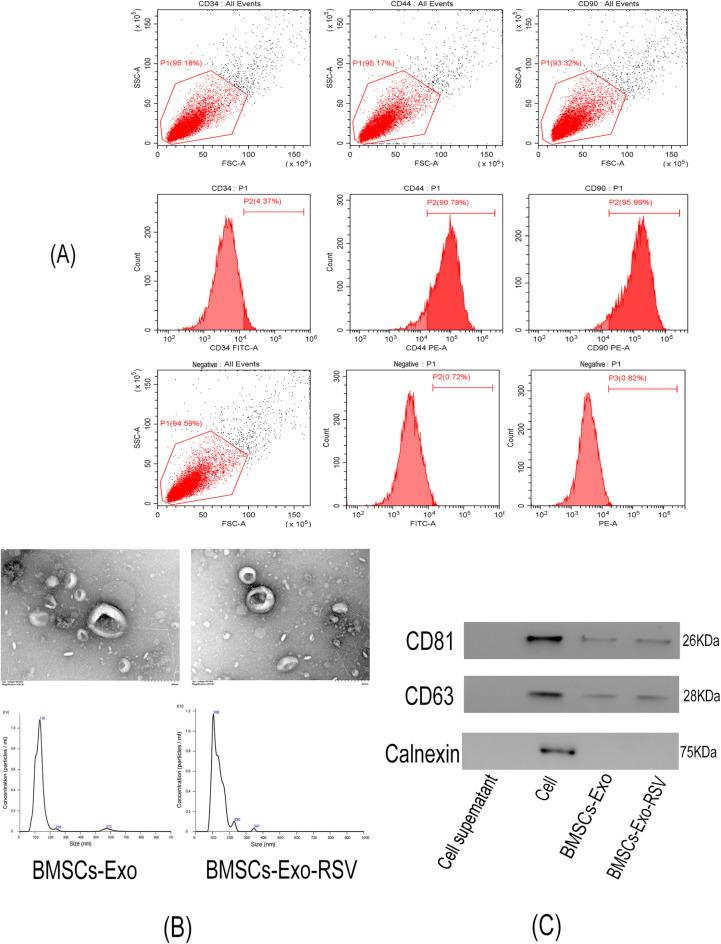 https://cdn.ncbi.nlm.nih.gov/pmc/blobs/1404/12012132/9fe019512031/41598_2025_98160_Fig1_HTML.jpg