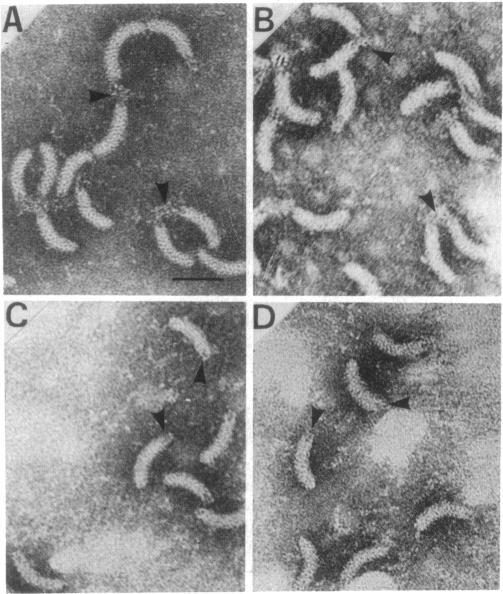 https://cdn.ncbi.nlm.nih.gov/pmc/blobs/1404/218972/59df1ad4a3eb/jbacter00221-0194-a.jpg