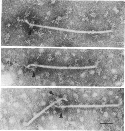 https://cdn.ncbi.nlm.nih.gov/pmc/blobs/1404/218972/7483e81e7f7d/jbacter00221-0198-a.jpg
