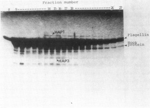 https://cdn.ncbi.nlm.nih.gov/pmc/blobs/1404/218972/beb09345e121/jbacter00221-0196-b.jpg