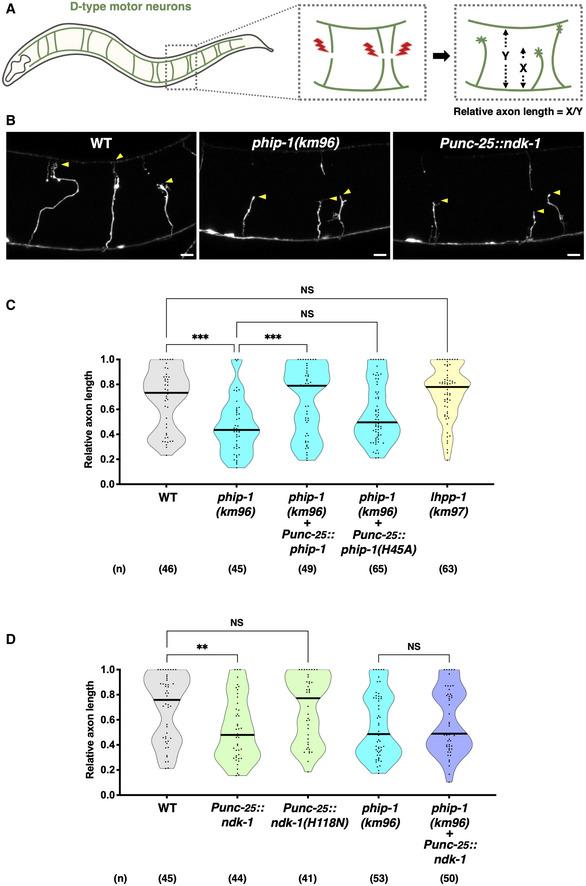 https://cdn.ncbi.nlm.nih.gov/pmc/blobs/1406/9724660/c0c410882361/EMBR-23-e55076-g010.jpg