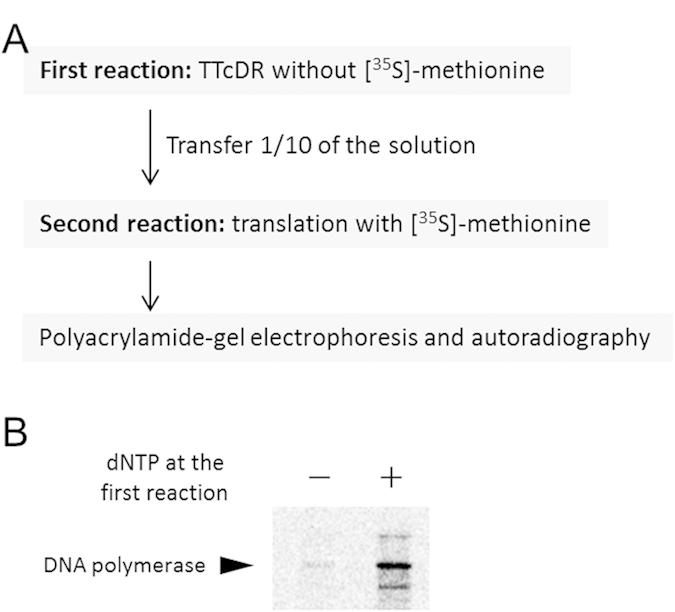 https://cdn.ncbi.nlm.nih.gov/pmc/blobs/140a/4445062/fe96c2b06bdb/srep10404-f5.jpg