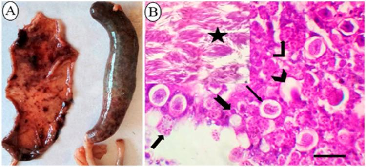 https://cdn.ncbi.nlm.nih.gov/pmc/blobs/140f/9686627/37a2ef05cc93/animals-12-03185-g001.jpg