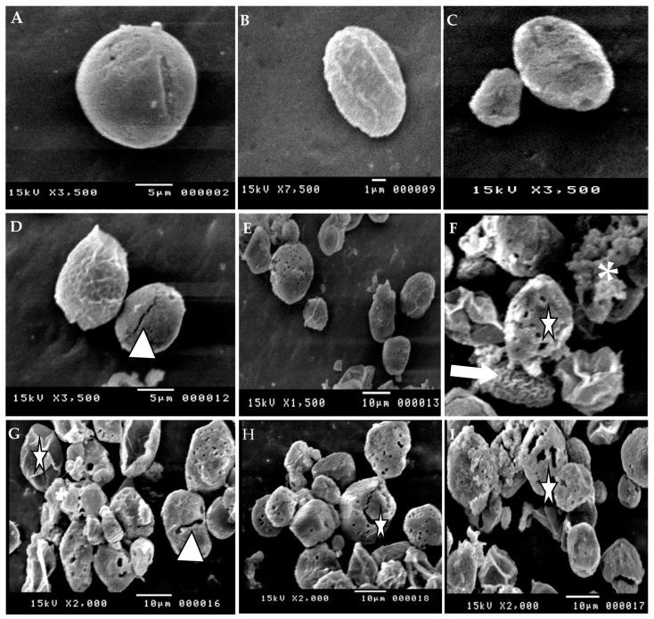 https://cdn.ncbi.nlm.nih.gov/pmc/blobs/140f/9686627/8e2f7c6170c0/animals-12-03185-g003.jpg