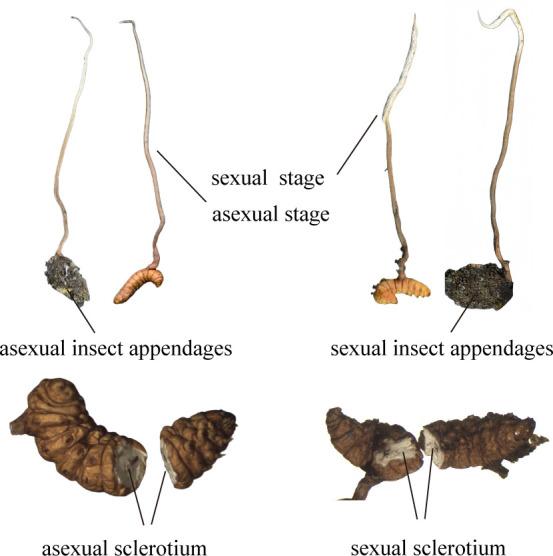 https://cdn.ncbi.nlm.nih.gov/pmc/blobs/1410/12323668/0e86ad05151f/spectrum.02159-24.f007.jpg