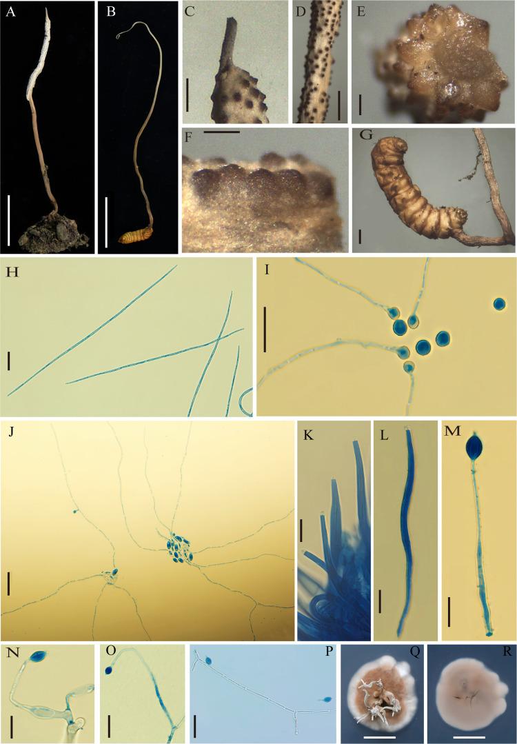 https://cdn.ncbi.nlm.nih.gov/pmc/blobs/1410/12323668/6fa8ef35d4a4/spectrum.02159-24.f002.jpg